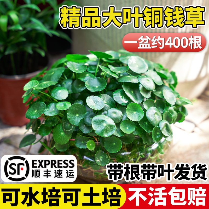 带叶铜钱草水培植物室内小绿植盆栽花卉水养金钱草籽懒人四季好养