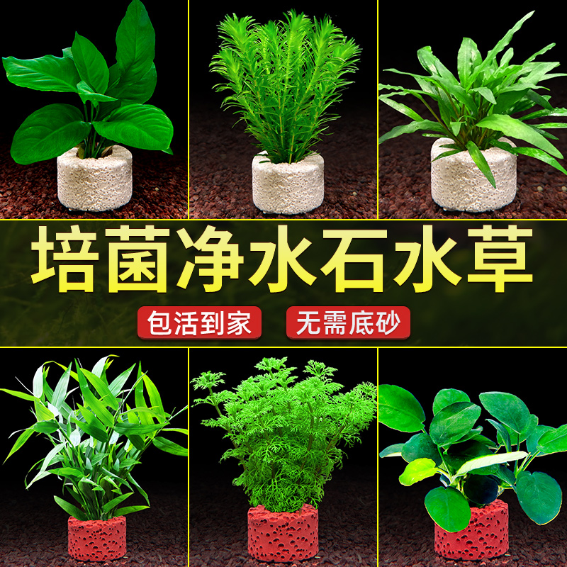 水草植物鱼缸造景净水培菌石好养水培定植草绿植淡水懒人阴性水草