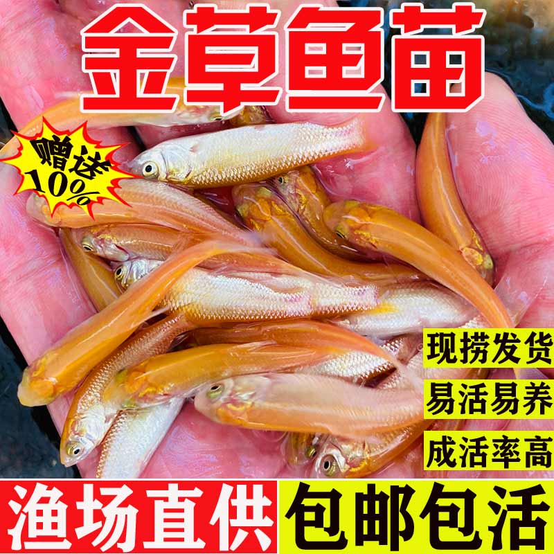 优质金草鱼苗淡水养殖食用冷水金丝皖红黄金丝草鱼俄罗斯金草鱼苗