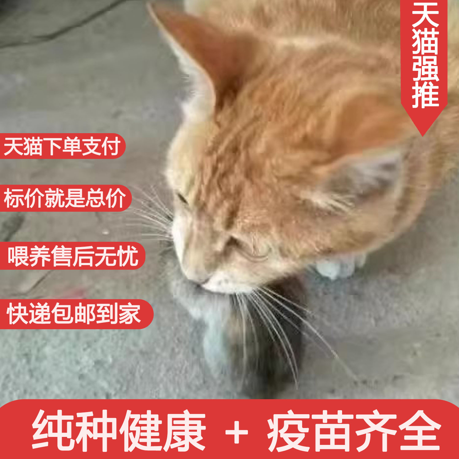 纯白梨花猫家养白色长毛小黑猫短毛爱心猫橘猫小老虎小猫猫咪幼猫