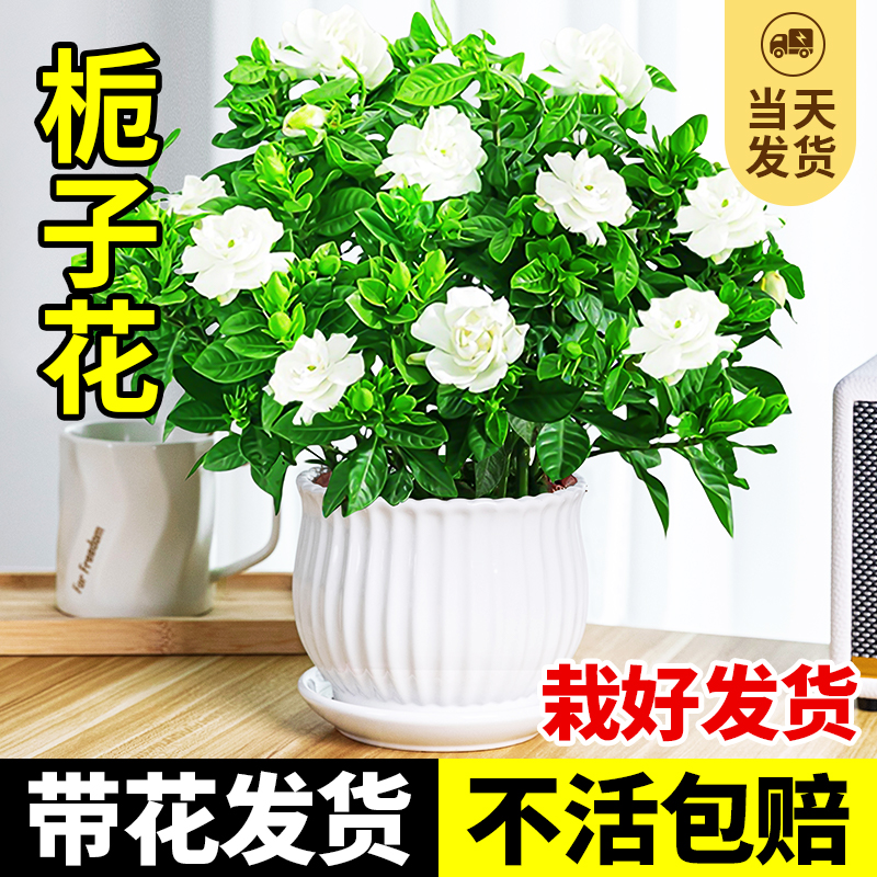 茉莉花苗盆栽带花苞九里香老桩驱蚊水培栀子花卉绿植物室内四季开