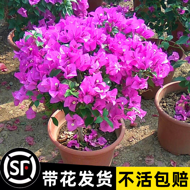 三角梅盆栽绿樱带花卉植物室内花苗重瓣老桩好养易活阳台四季开花