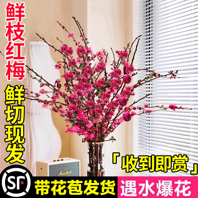 红梅水培植物干枝雪柳水养鲜花卉梅花鲜枝珍珠李室内客厅绿植盆栽