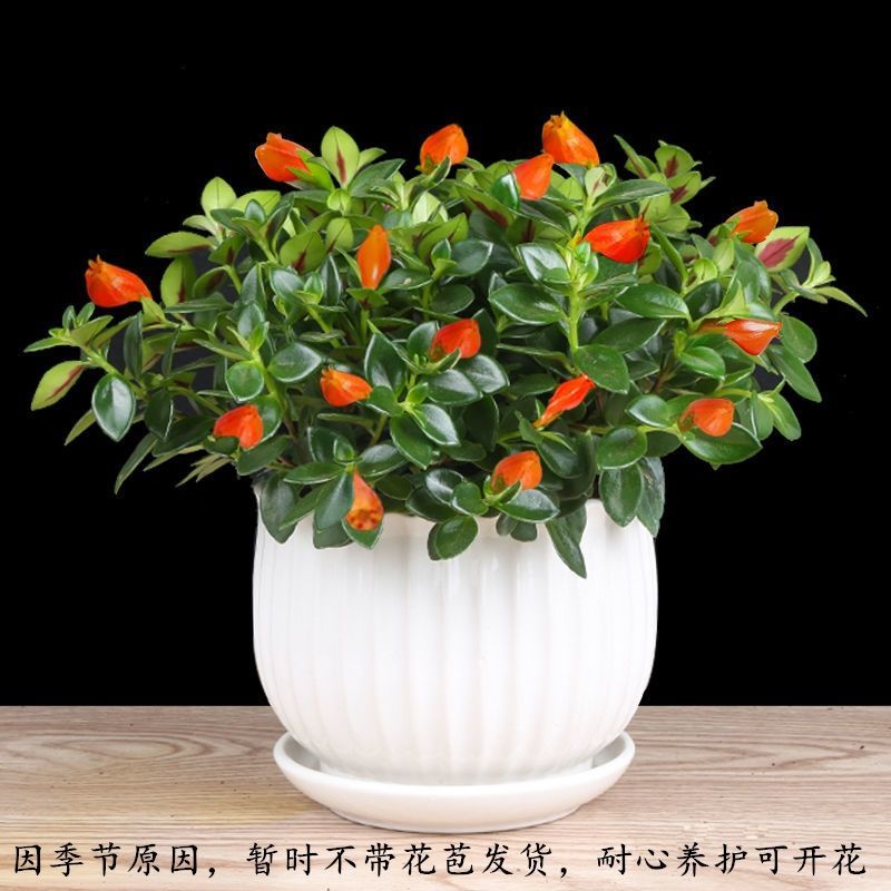 【四季常青】金鱼花吊兰盆栽室内绿植花卉多肉植物绿萝发财树好养