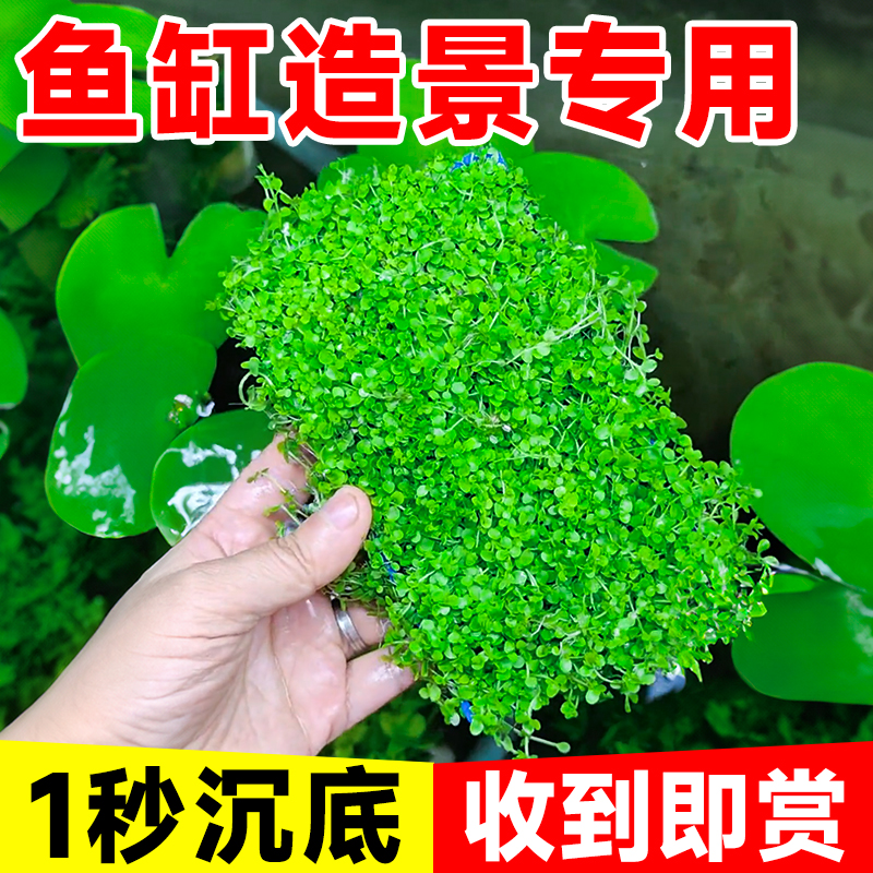 爬地矮珍珠水草日本趴地矮珍珠水草植物生态鱼缸造景专用净化水质