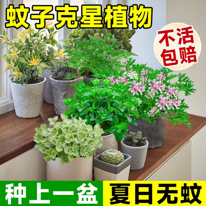 蚊子克星植物祛蚊驱蚊草植物室外室内薄荷种植苗可食用防蚊虫绿植