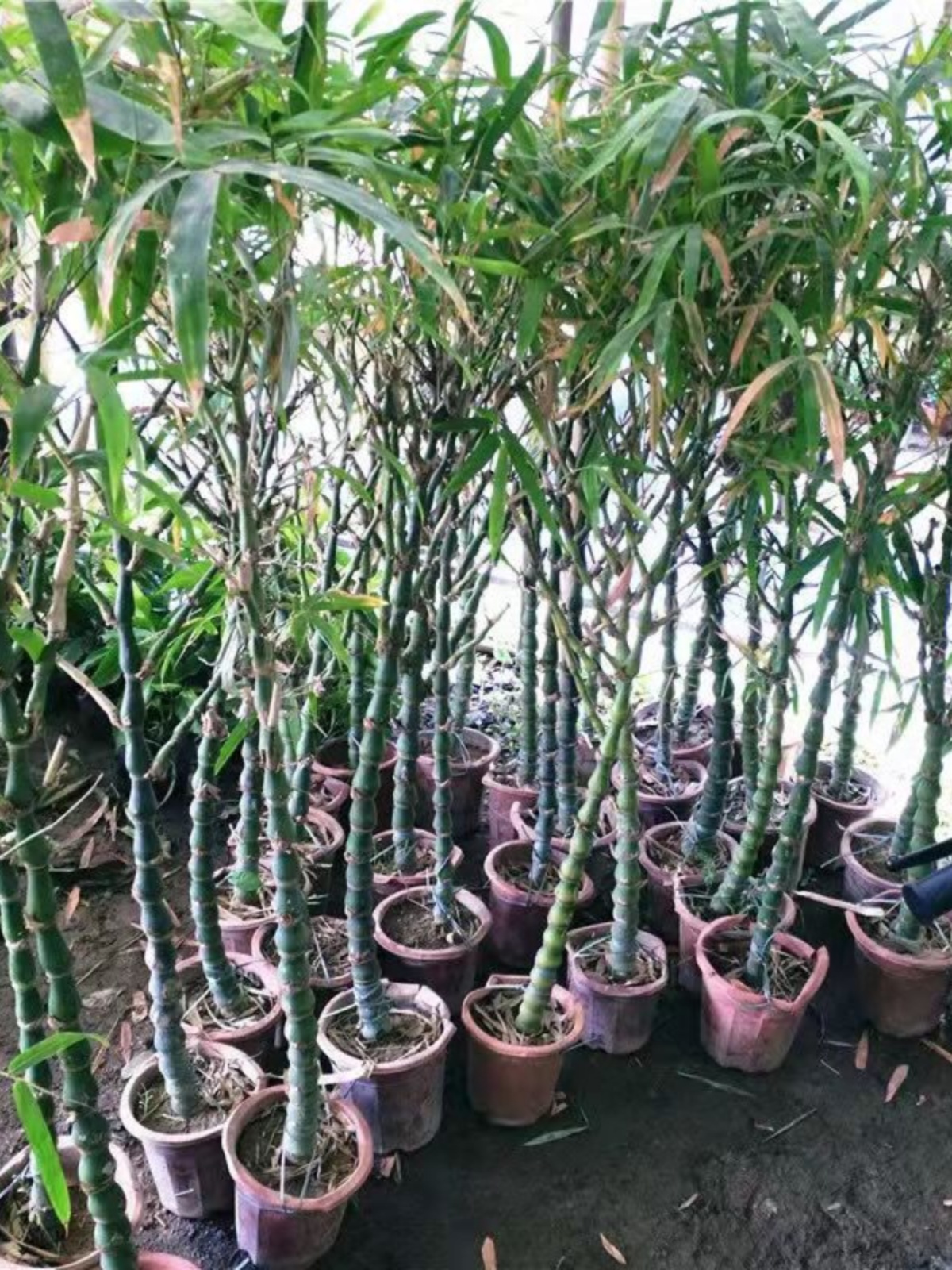 佛肚竹 竹子 紫竹大型四季盆栽客厅阳台摆放盆景庭院种植绿植花卉