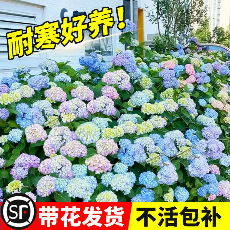 绣球花苗盆栽无尽夏带花室内客厅阳台庭院植物四季开花卉耐寒老桩