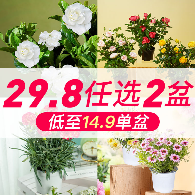 【29选2】多头玫瑰盆栽绿植栀子花绿植花卉云南基地直发客厅阳台