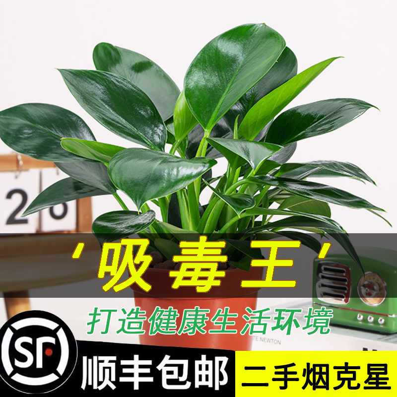 大叶金钻盆栽绿植水养植物绿萝箩花卉卧室客厅办公室吸甲醛助睡眠