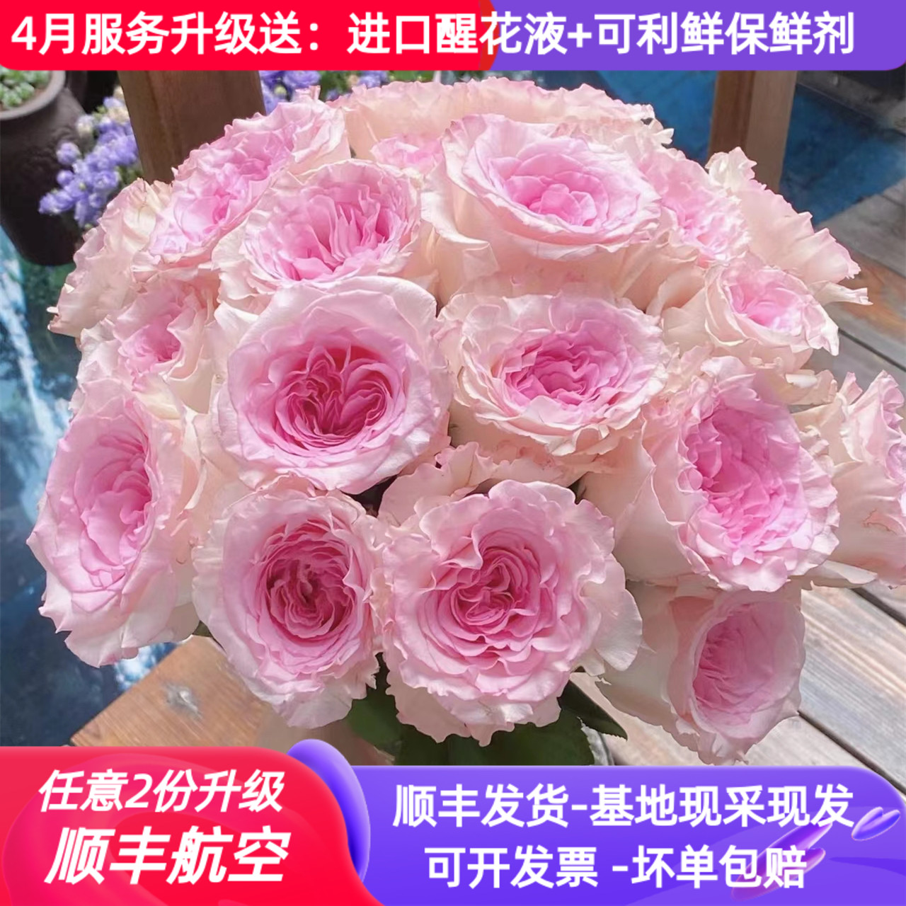 A级洛神玫瑰花云南鲜花基地直发家用水养插花束教师节中秋顺丰粉