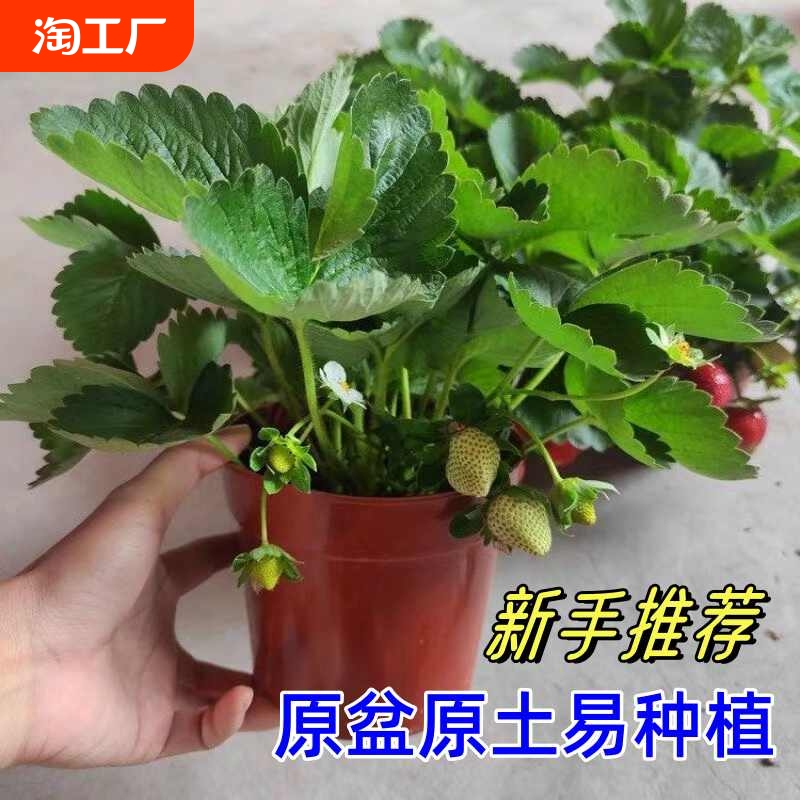 草莓苗四季结果盆栽新苗草梅苗阳台种植奶油红颜原土原盆好养植物