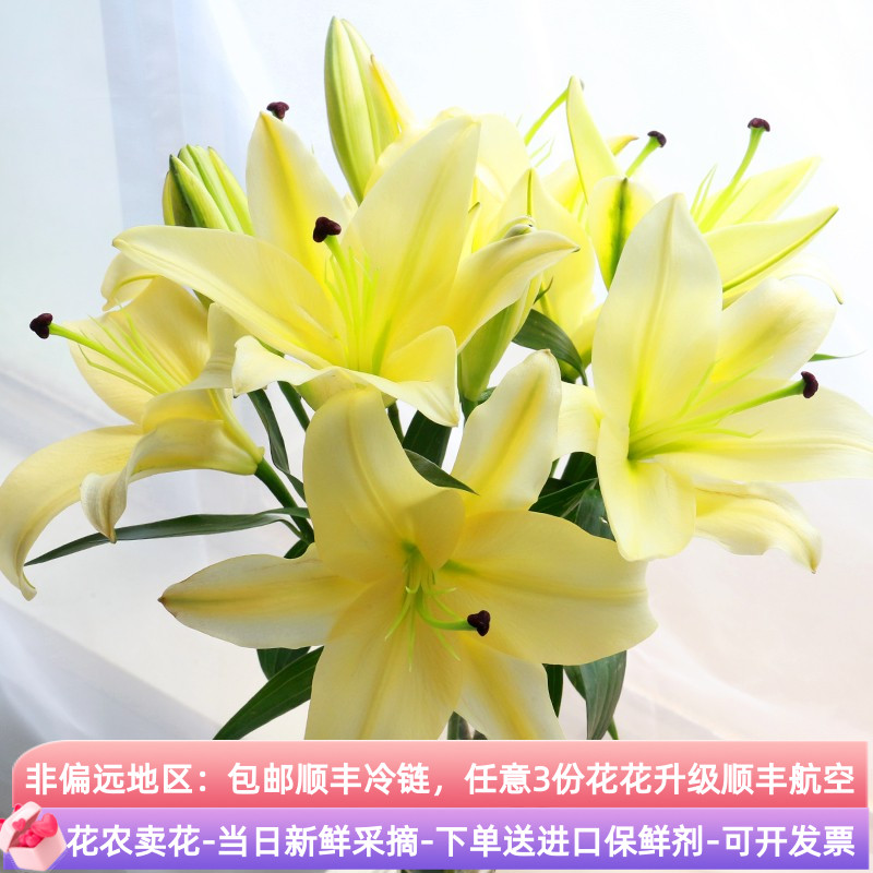 黄天霸香水百合花鲜花双头云南基地昆明斗南直发花卉插花瓶顺丰