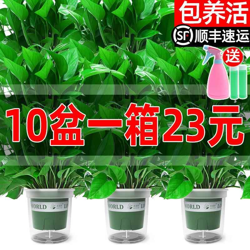 绿萝盆栽室内植物花卉绿植水培长藤垂吊大叶绿箩新房家用吸除甲