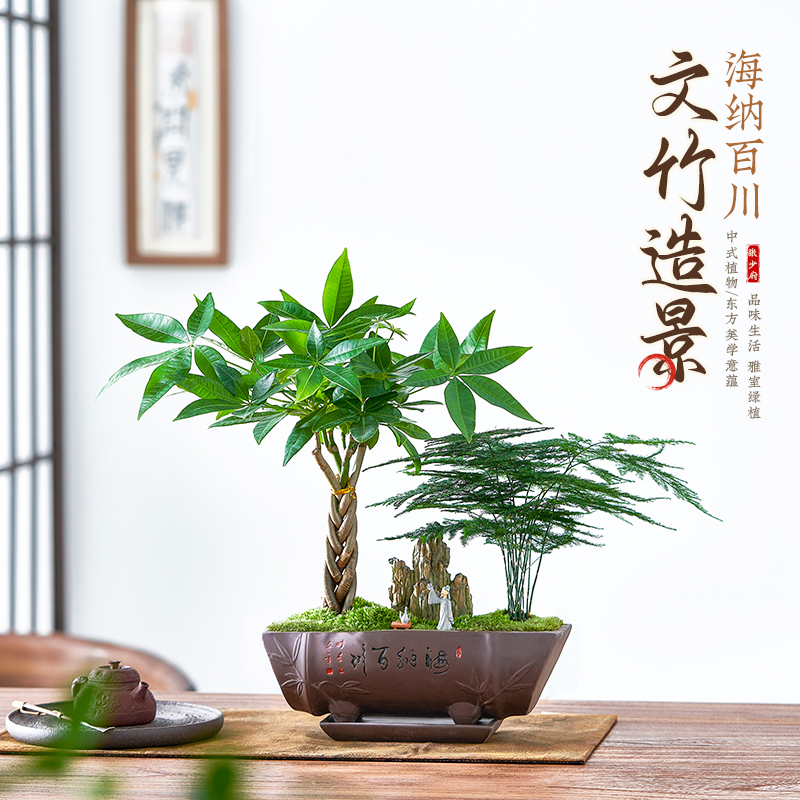 文竹造型盆景微景观植物摆件茶室内桌面发财树富贵竹盆栽好养送礼