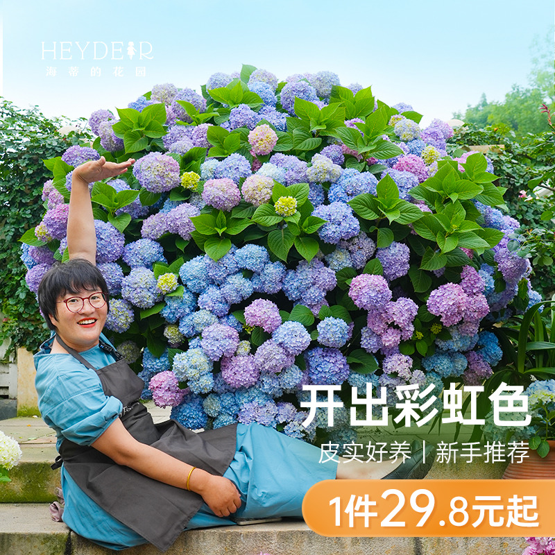 海蒂的花园绣球花苗无尽夏大海蓝万华镜阳台四季种植物树苗盆栽