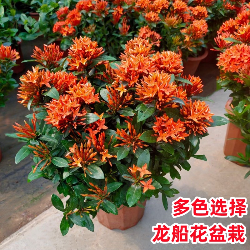 龙船花盆栽绣球花带花苞四季开花庭院花镜阳台花卉花园易养绿植物