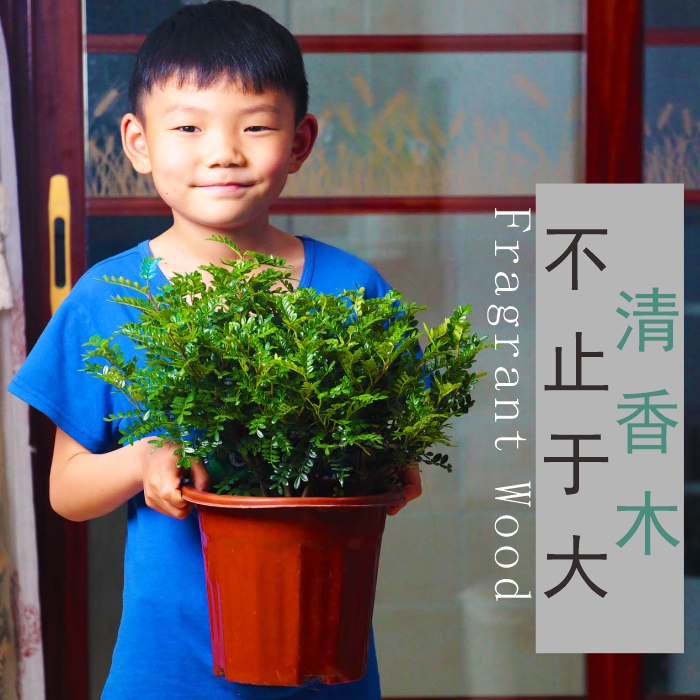 正宗清香胡椒木驱蚊防蚊香草植物阳台室内提神醒脑绿植九里香水培