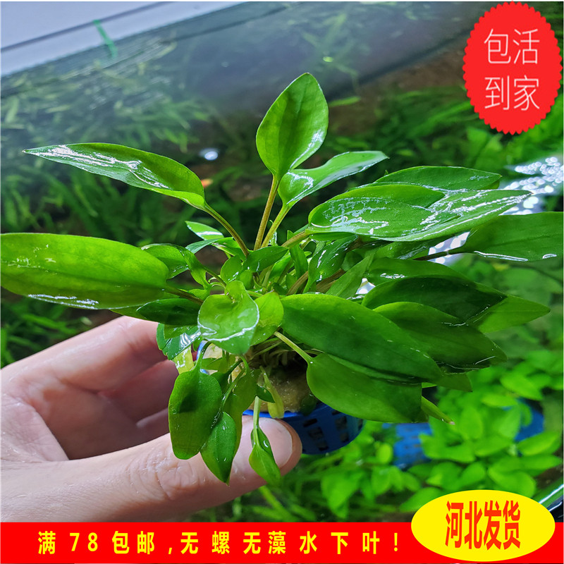 小气泡椒草温蒂椒草类趴地矮珍珠水草金鱼活鱼鱼缸净化植物椒草