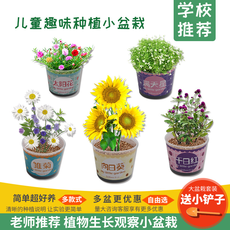 少儿种植小盆栽手工diy科学实验玩具幼儿种子发芽植物观察