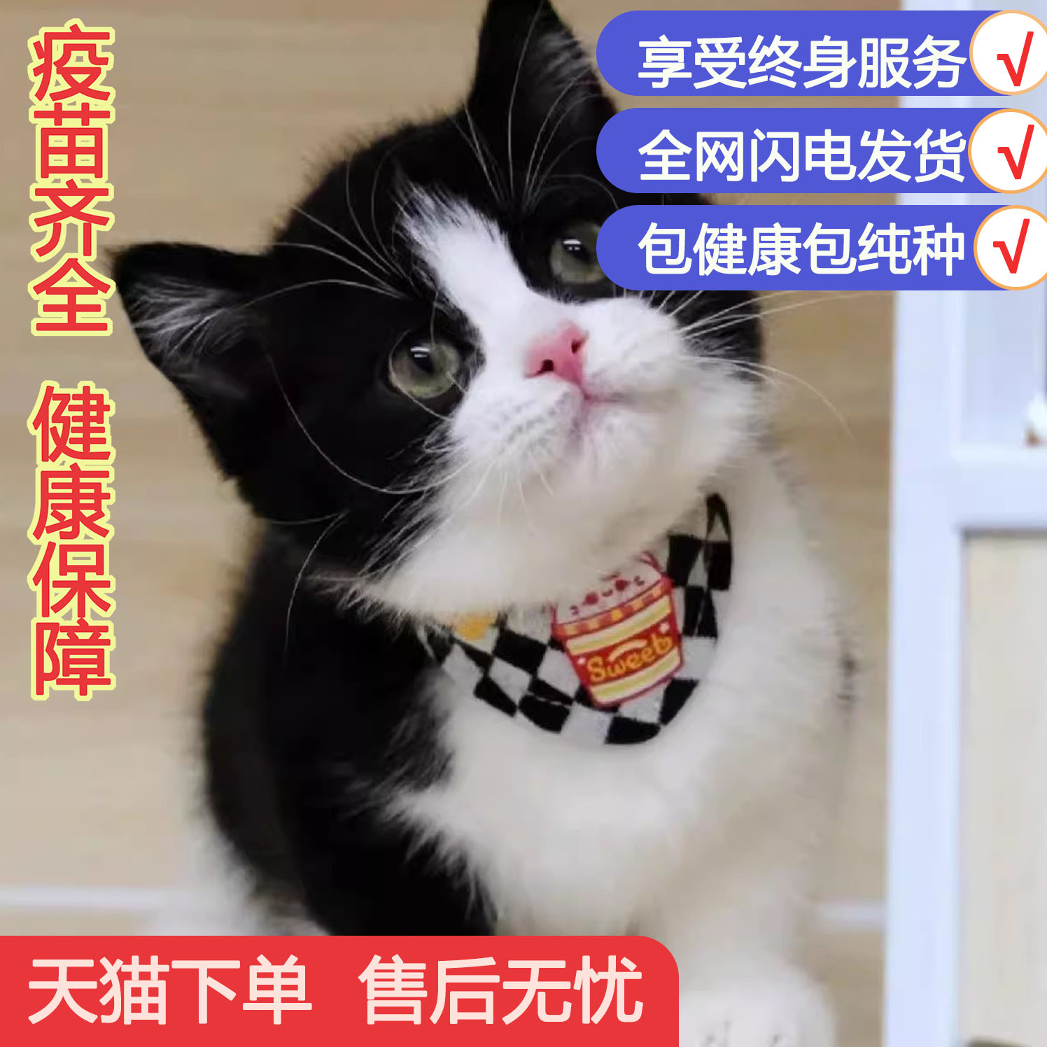 可爱温顺黑白奶牛猫咪幼猫短毛宠物猫可爱活的粘人短毛猫便宜猫猫