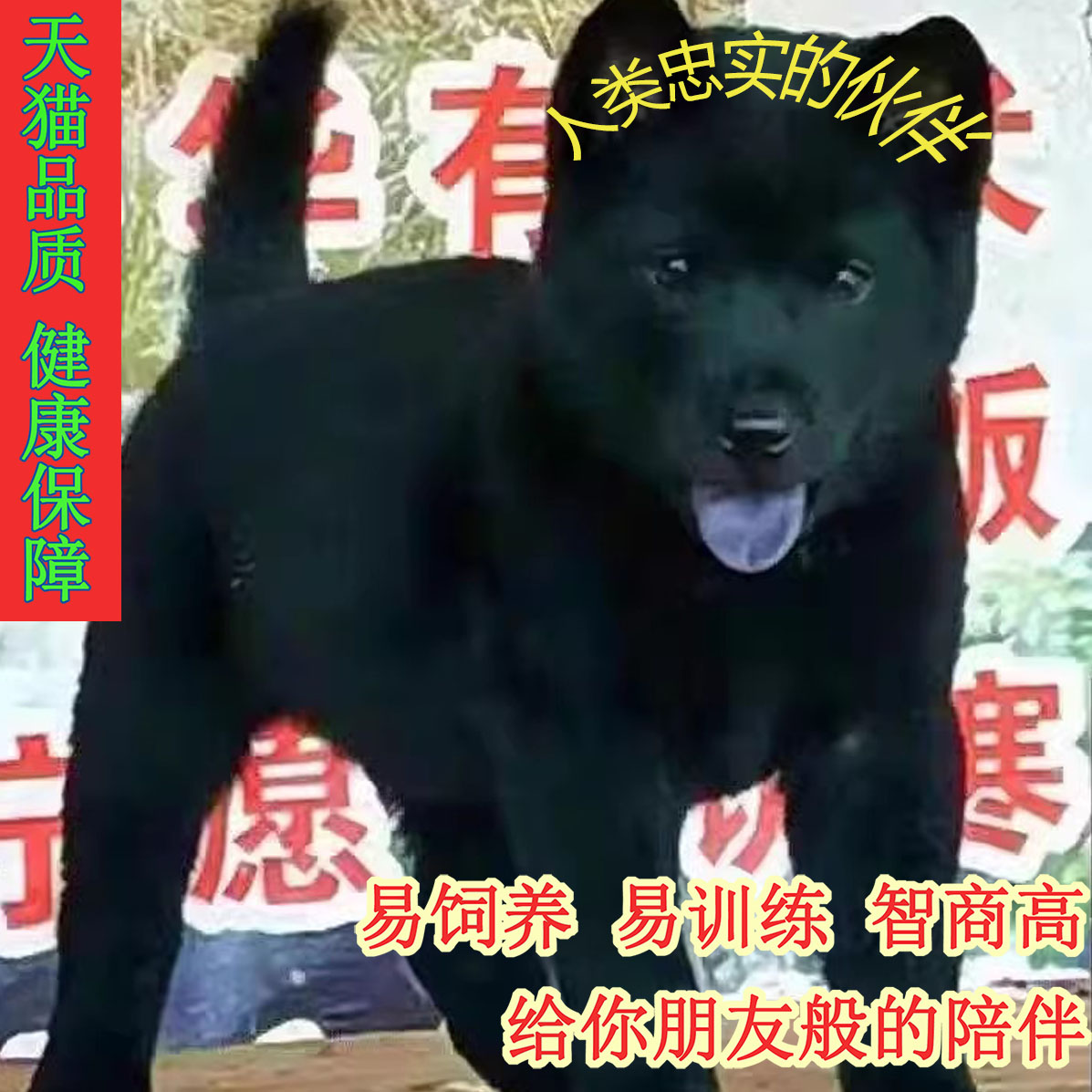 五黑犬活物广西土猎犬赶山短毛毛虎头纯黑土狗活物狗狗中华田园犬