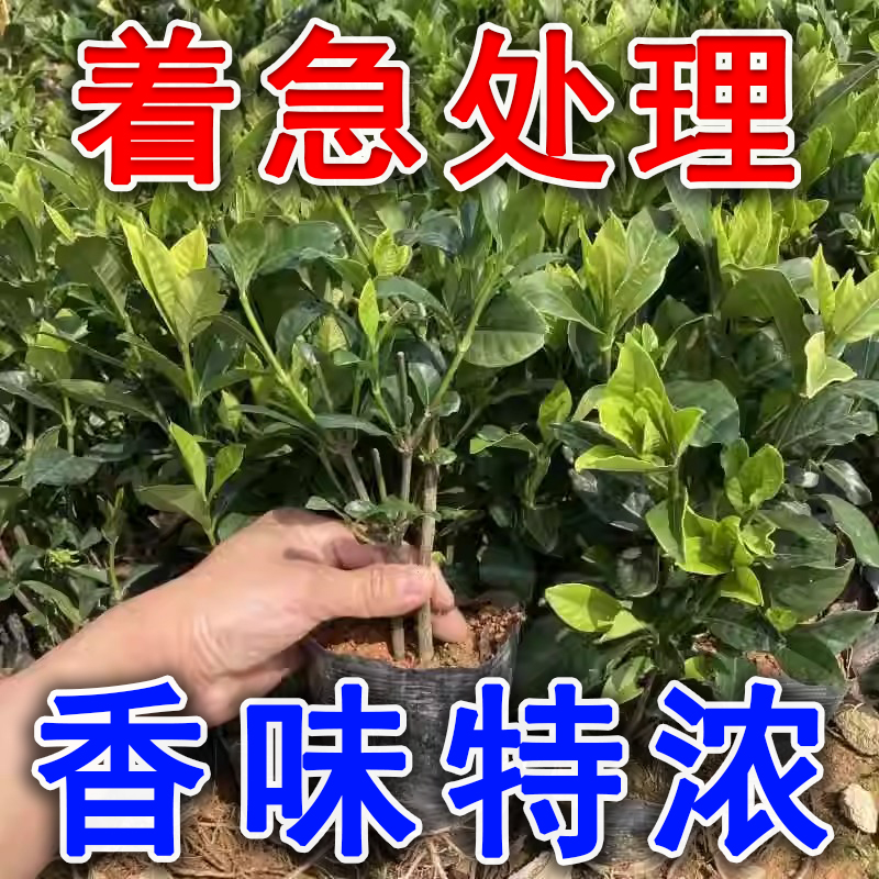 栀子花盆栽大棵带花苞四季花卉大叶牡丹栀子花树苗独杆栀子花