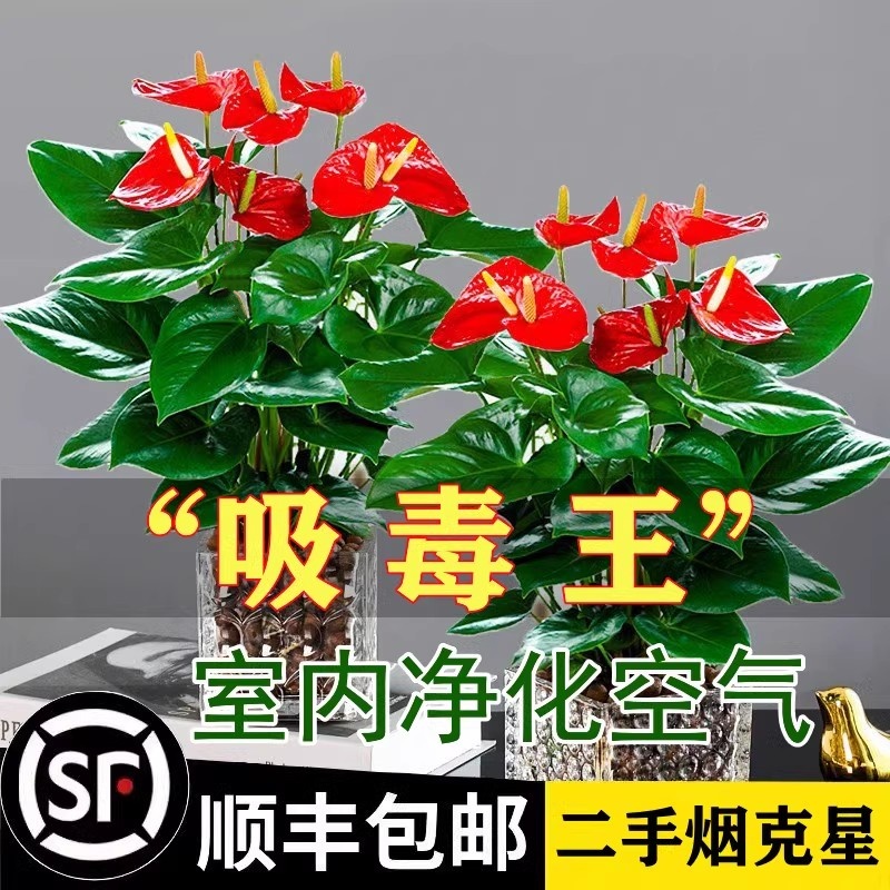 红掌盆栽带花一帆风顺鸿运当头水培植物绿萝箩花卉绿植室内吸甲醛