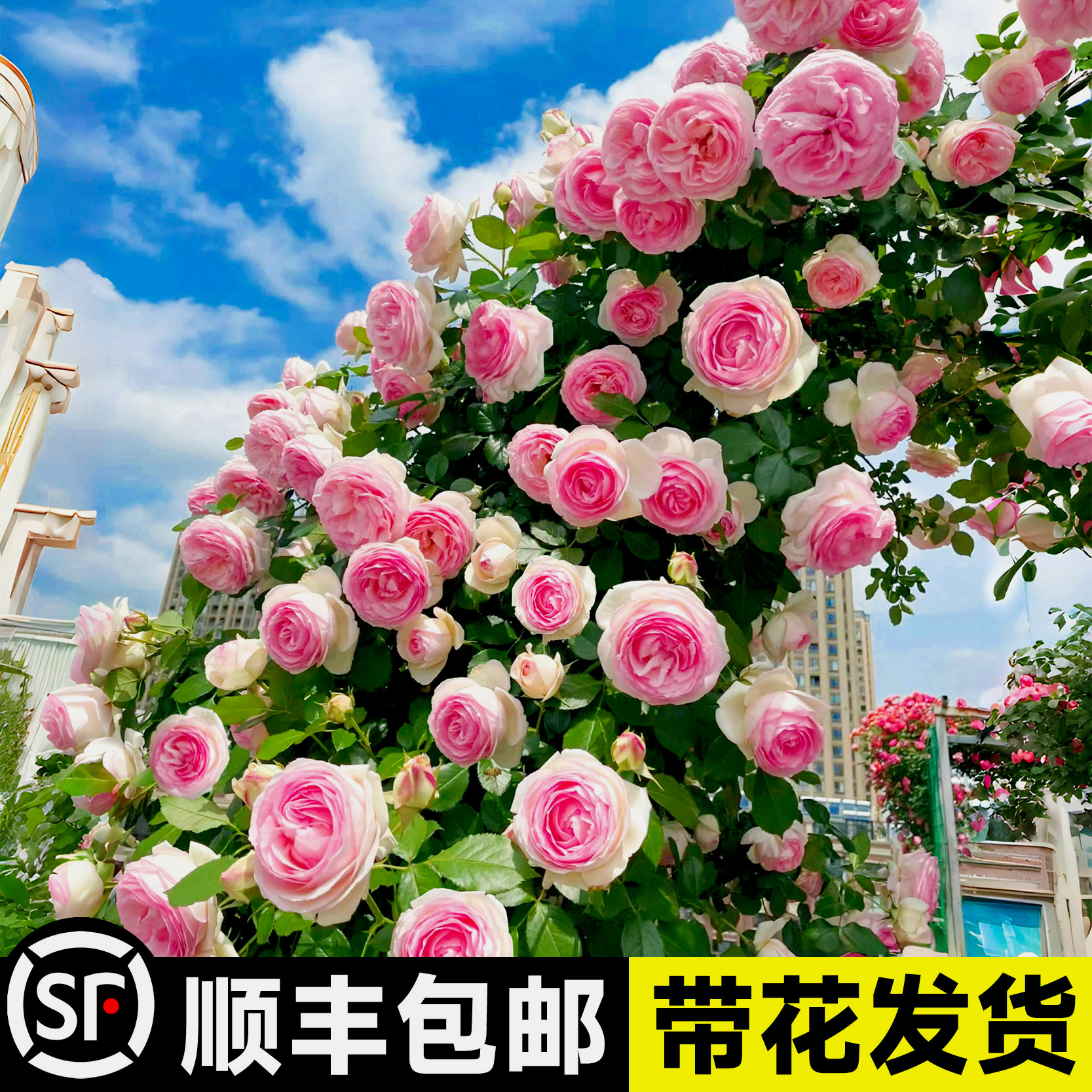 【1米6大苗】蔷薇花苗藤本月季特大花爬藤植物四季开花卉盆栽玫瑰