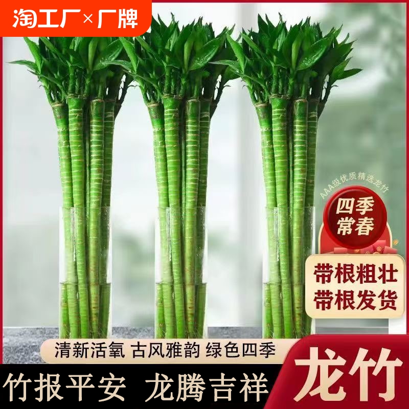 龙竹富贵竹水培植物观音竹转运竹幸运竹带根桌面小盆栽室内竹开运