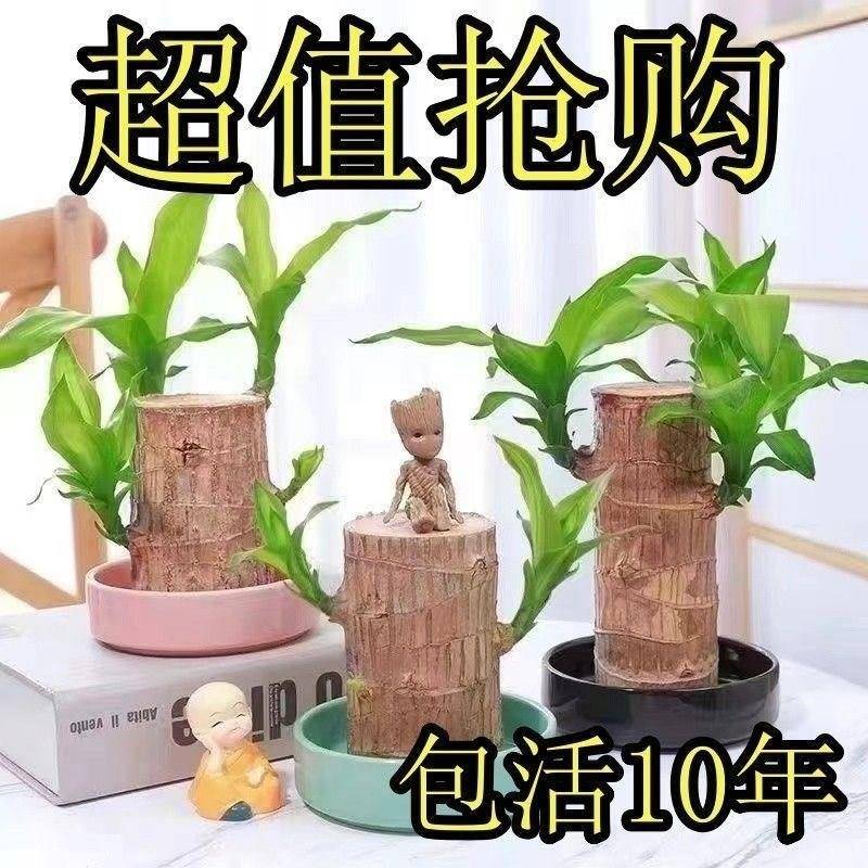 新品巴西木可开花水养幸运木格鲁特水培绿植室内好养花卉桌面盆栽