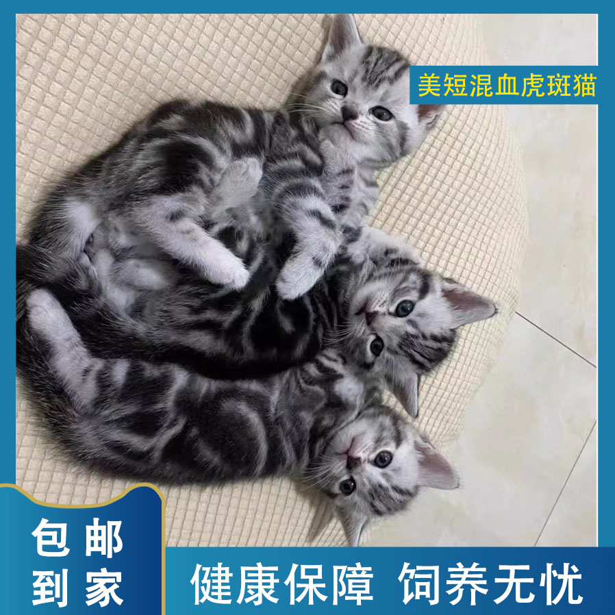 美短虎斑猫混血小猫咪温顺短毛猫起司猫超萌幼猫小奶猫网红好养活