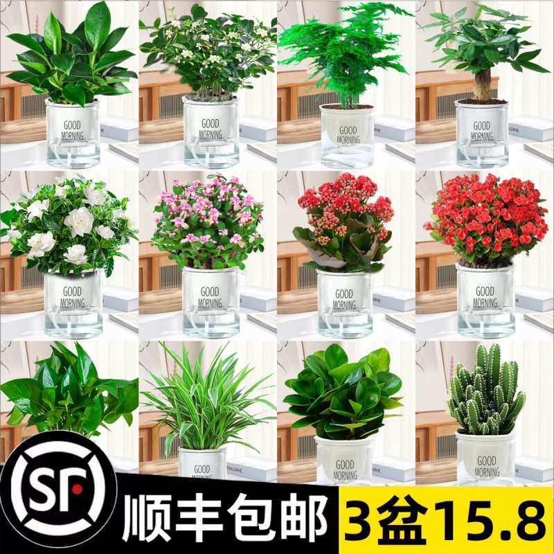 发财树绿萝室内盆栽花卉绿植办公室内水培小植物好养多肉吸除甲醛