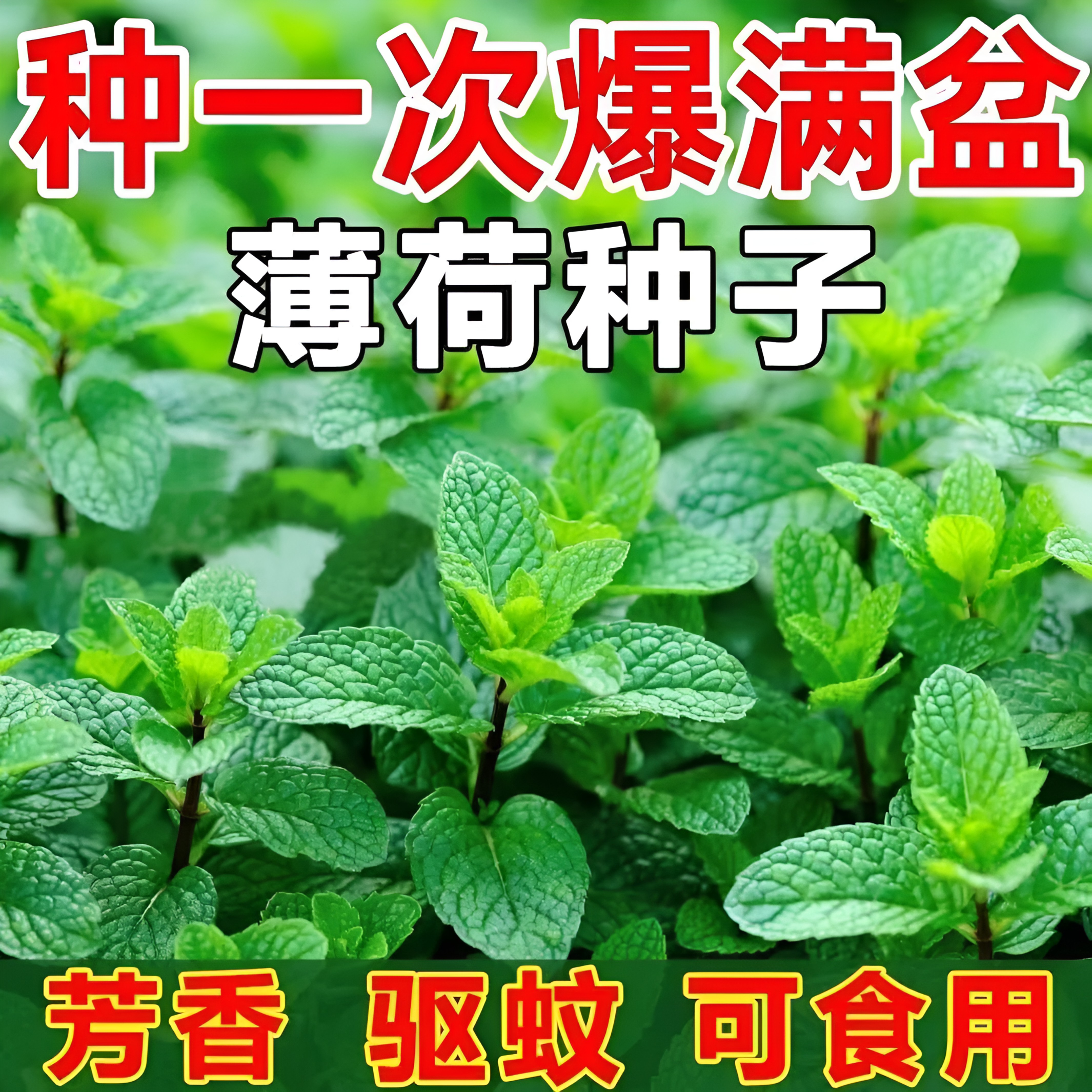 薄荷种籽子可食用四季种植种子香水留兰香猫薄荷驱蚊室内阳台盆栽