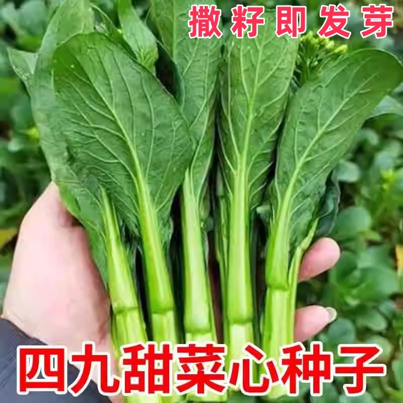 四九菜心种子广东菜心种籽白菜苔蔬菜种孑大全耐热青菜甜菜心种籽