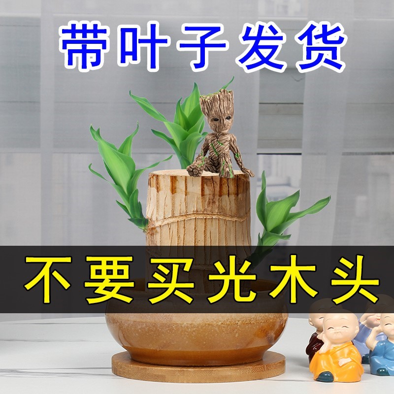 带叶子巴西木水养带芽孢带芽发货幸运木开花盆栽绿植室内水培植物