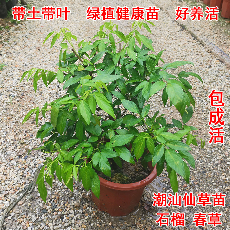 潮汕阳台仙草盆栽抹草苗春草红花仙草苗石榴花家居喜庆事婚嫁植物