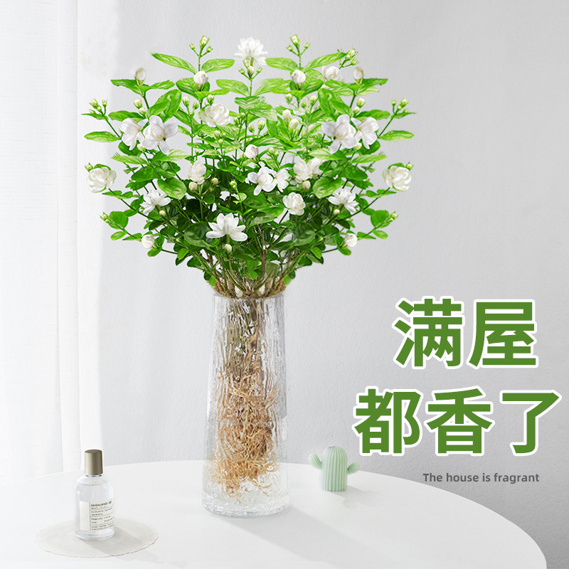 茉莉花水培植物盆栽带花苞办公室内桌面好养懒人鲜花绿植水养花卉