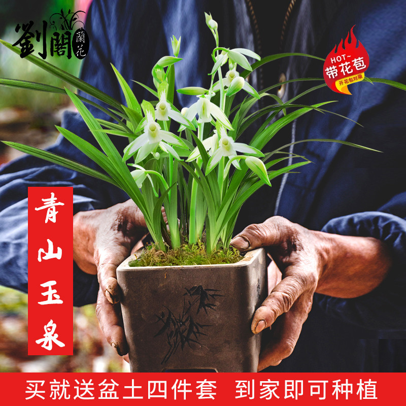 刘阁兰花苗 名贵品种大全 建兰青山玉泉现带花苞出售有香味的花卉