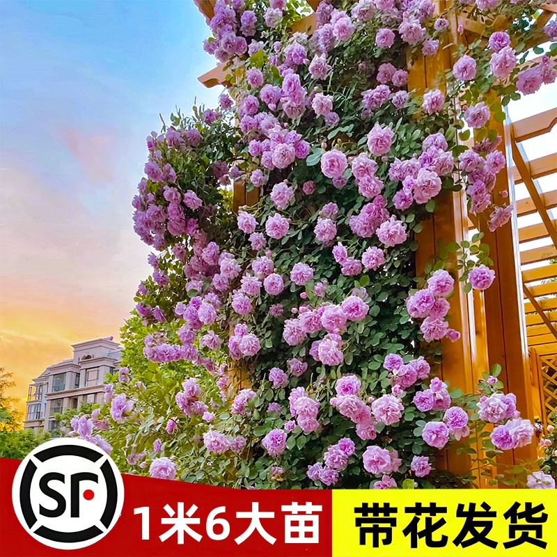 【1米6大苗】蔷薇花苗藤本月季特大花爬藤植物四季开花卉盆栽玫瑰