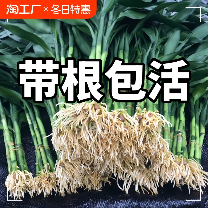 带根富贵竹水培植物水养水竹客厅室内发财招财盆栽绿萝绿植鲜花卉