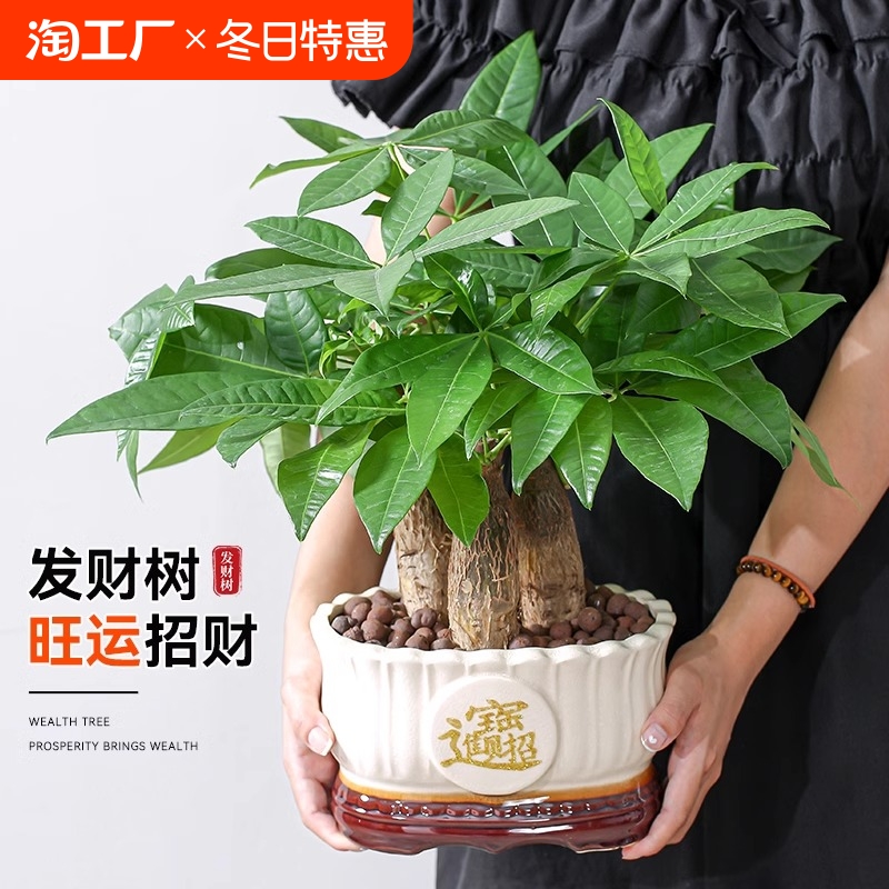 发财树小盆栽办公室绿萝箩水培绿植花卉植物室内花文竹四季好招财