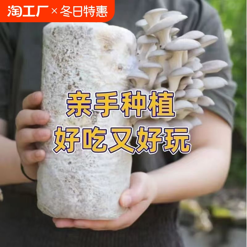 蘑菇种植包灰平菇种植菌棒室内可食用办公室客厅阳台基地新鲜家养