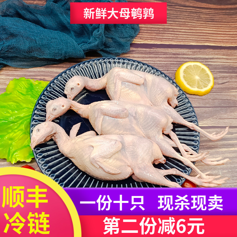 新鲜大母鹌鹑肉冷冻白条鹌鹑生鲜食用炖汤红烧油炸烧烤生骨肉食材