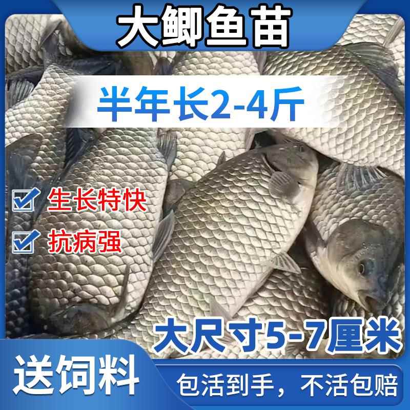 大品种淡水养殖活体草鱼苗花鲢黄金鲫鱼苗中科五号工程鲫高背鲫