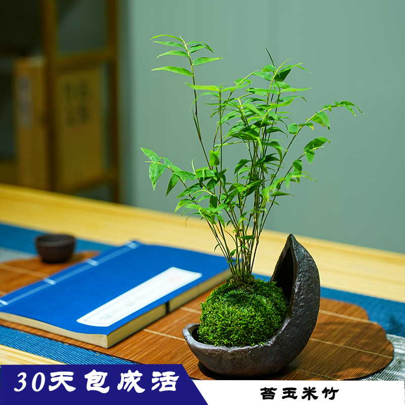 直销新品盆栽室内小型凤尾u竹迷你盆景好养竹子绿植观叶客厅植物