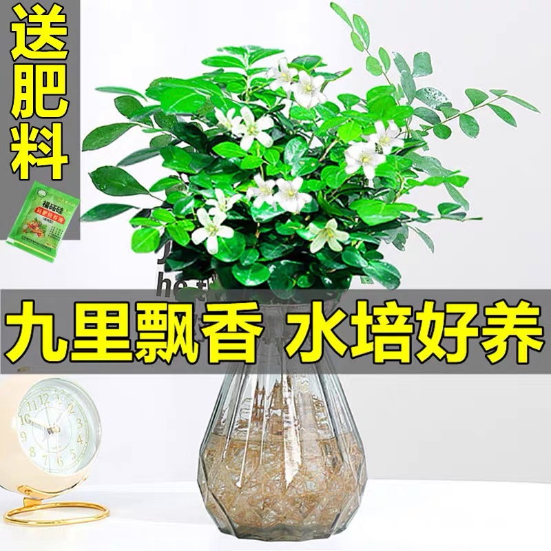 水培植物九里香盆栽竹柏茉莉室内好养花卉四季开花浓香驱蚊绿植