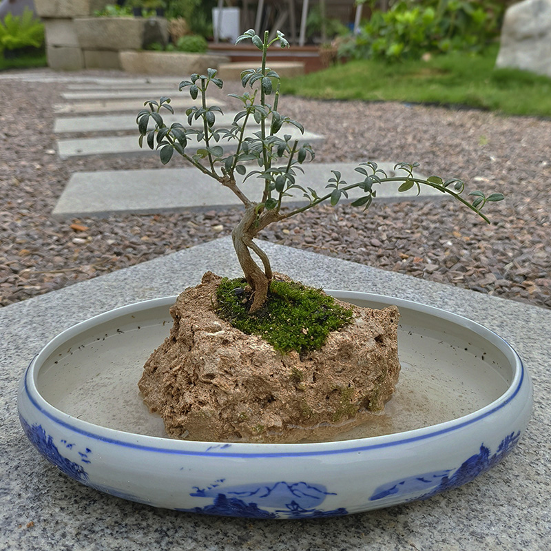 天然上水石原石吸水石槽盆景假山花盆造型植物