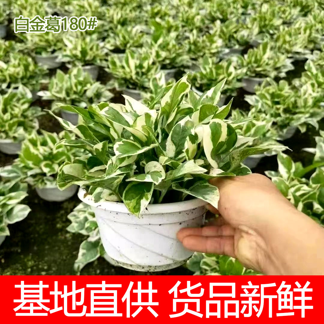 白金葛盆栽雪花绿萝室内阳台花卉观叶植物四季常青净化空气易养护