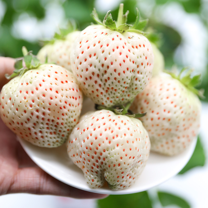 天使白草莓苗奶油草莓苗四季结果种植苗带土白食用苗种秧种苗随珠